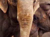 Notitieboekje van Olifantenpoep